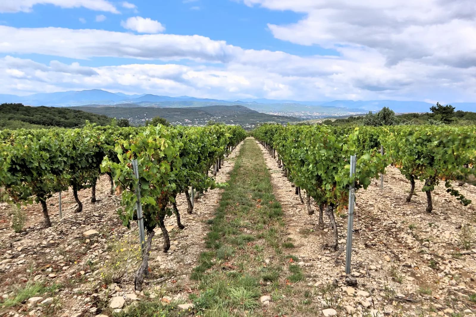 Cava winery visit and tasting in the Penedès