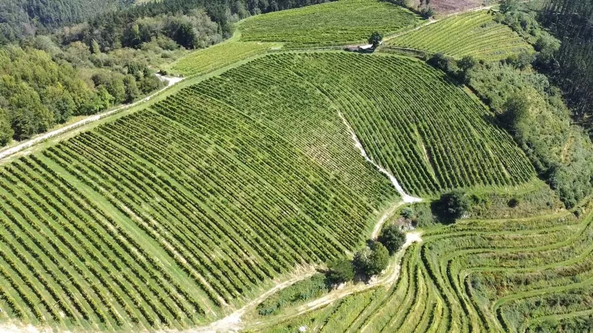 Terraced vineyards of Bodega Berroja in the Urdaibai reserve