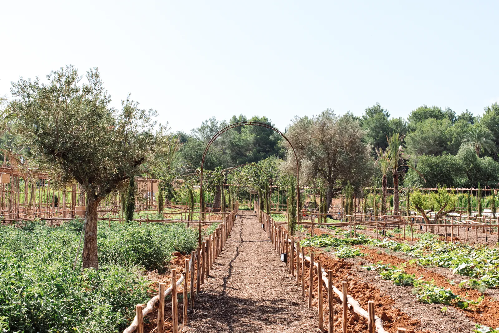 Vegetable garden and olive tree rows at Aubergine by Atzaró in Ibiza