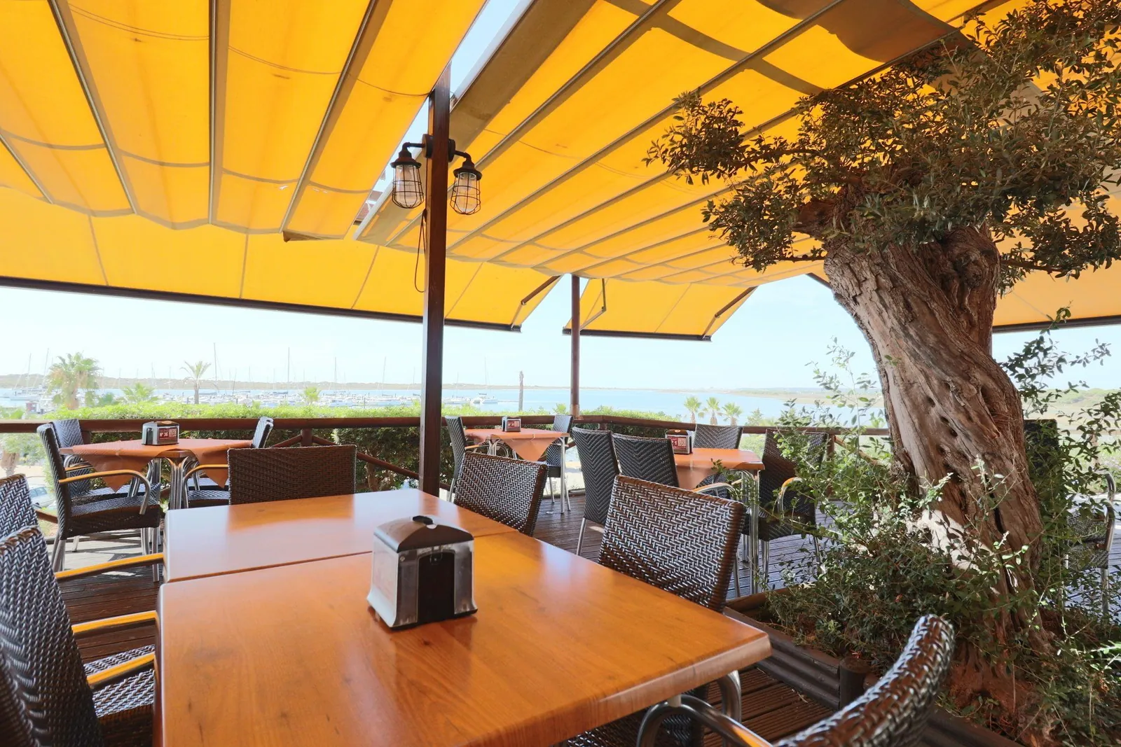 Terrasse ombragée sous un olivier chez Doña Gamba à El Rompido