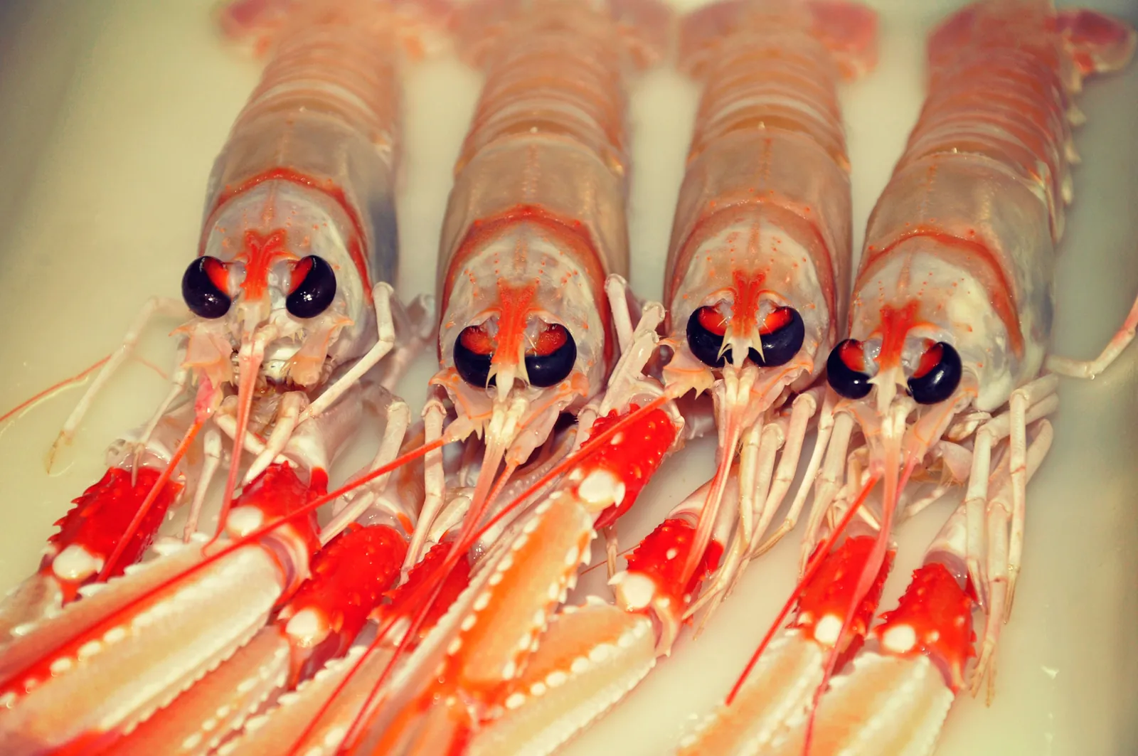 Red langoustines close-up at Es Torrent restaurant in Ibiza