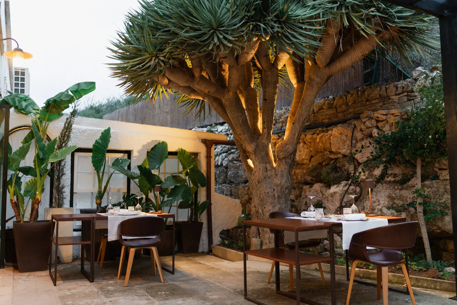 Shaded terrace under a dragon tree at Sa Pedrera d'es Pujol in Sant Lluís