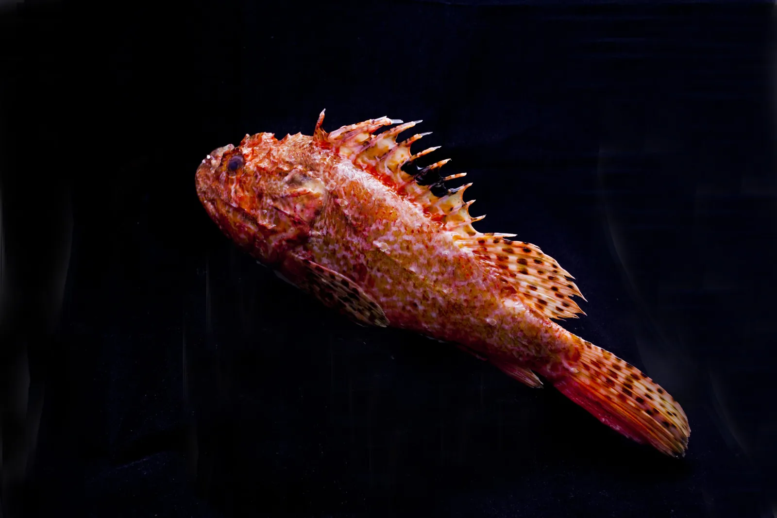 Whole red scorpionfish on black background, Zortziko kitchen produce in Bilbao