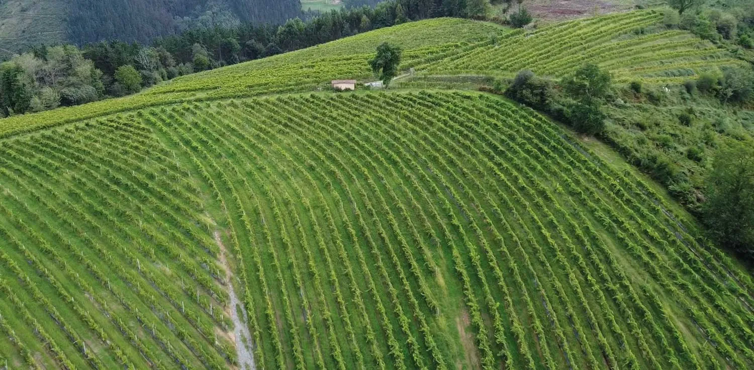 Txakoli vineyard slopes at Bodega Berroja