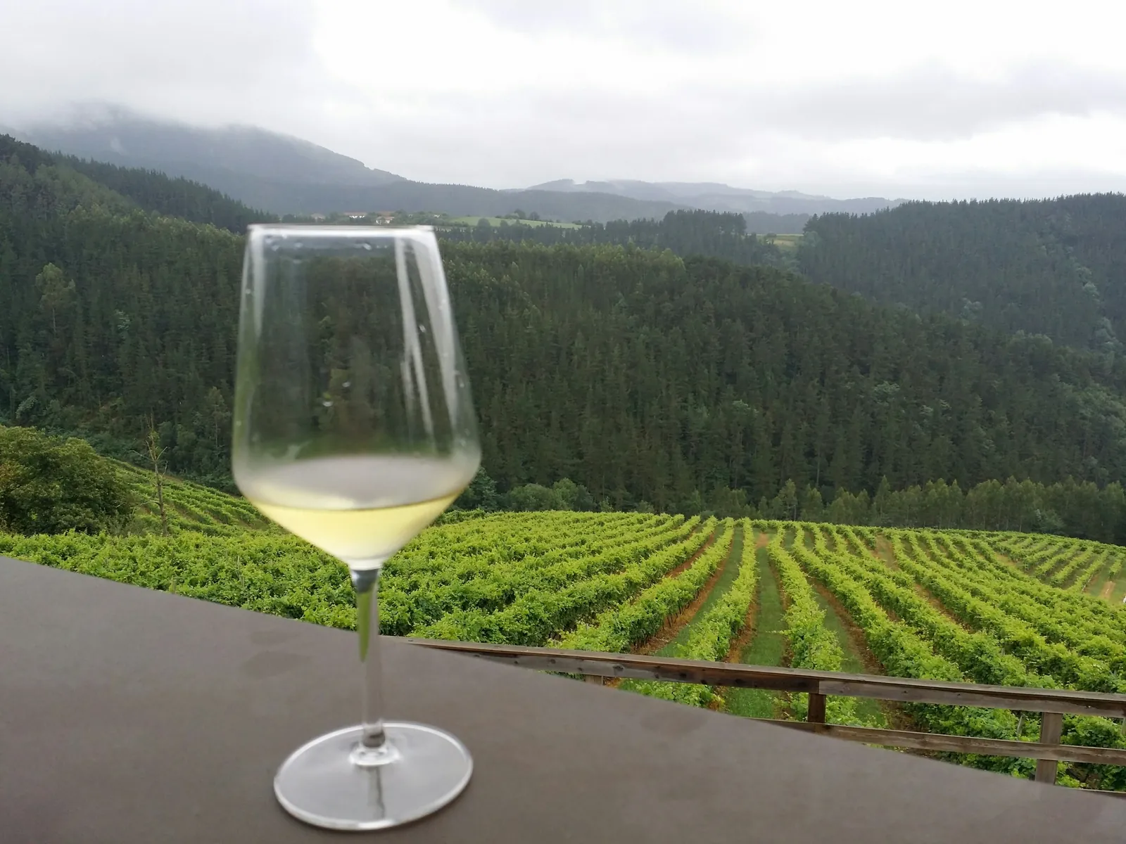 Txakoli tasting facing the vines at Bodega Berroja
