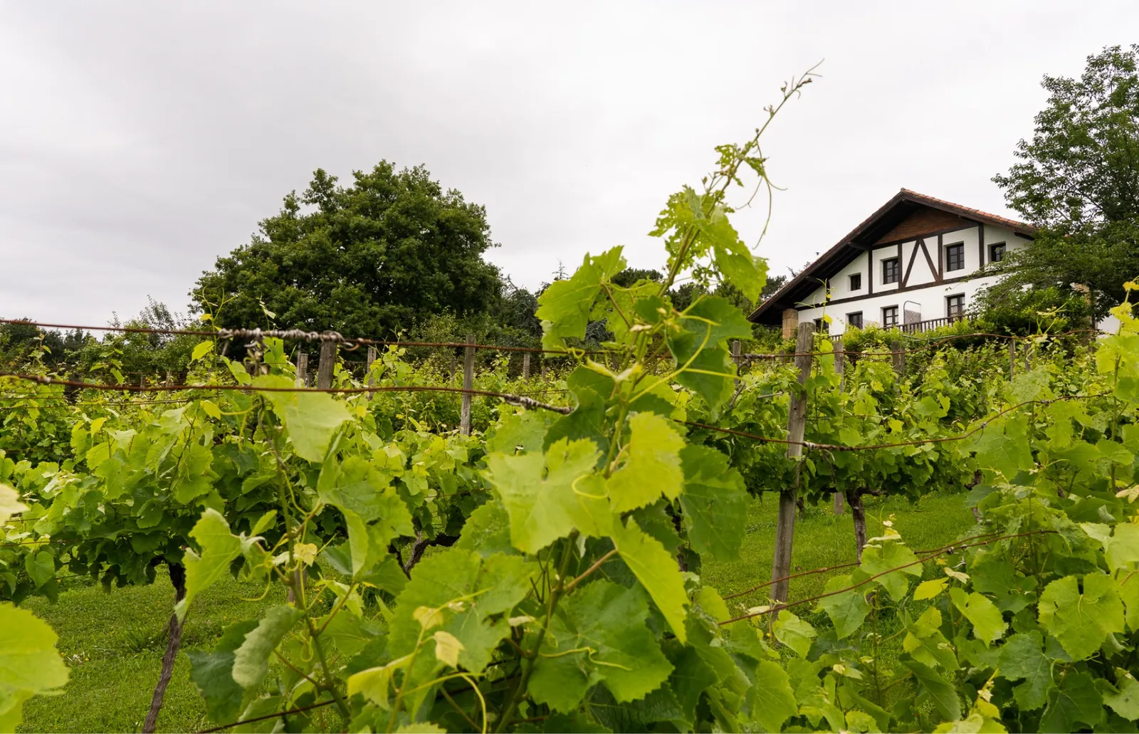 Vineyard and house at Finca Viñedos de Butrón near Bilbao, rural setting